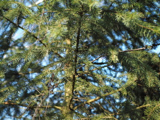 Pine tree branches