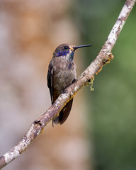 Brown hummingbird posing on a horizontal branch