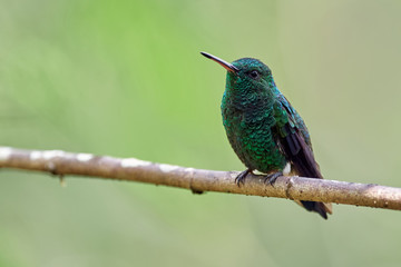 Blue-tailed hummingbird perched on a branch