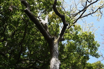 Sawtooth oak (Quercus acutissima) / Fagaceae deciduous tall tree.