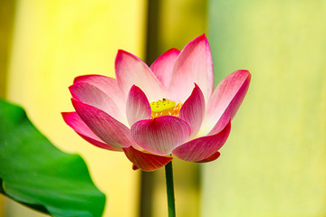 Fototapeta premium The lotus