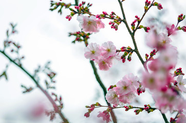 Cherry blossoms, spring blooming, natural background