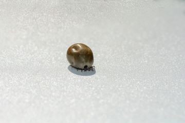 A thick tick  -  soaked with blood on a white background