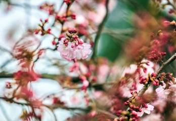 Cherry blossoms, spring blooming, natural background