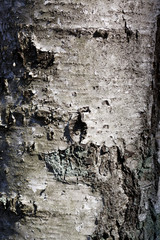 birch bark