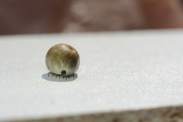 A big  tick  -  soaked with blood on a white background