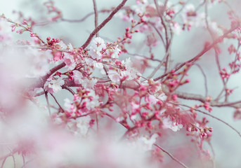 Spring blossoms, beautiful flowers with blue sky background