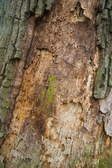 old rotten oak tree trunk