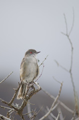 Fired-eyed diucon Xolmis pyrope on a branch.