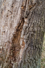 old rotten oak tree trunk