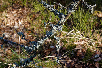 lichens on tree branches