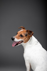 Beautiful dog Jack Russell Terrier on the backgrounds