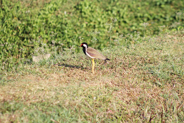 stork in the field