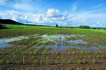 Young corn field after heavy late spring rain