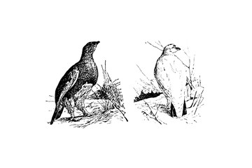 ROCK PTARMIGAN (Lagopus mutus) - Vintage Engraved Illustration 1889