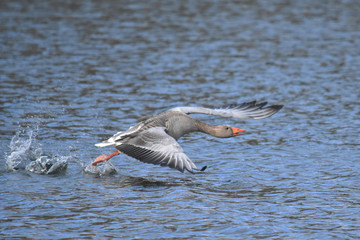 Fototapeta na wymiar A wild goose taking off to fly