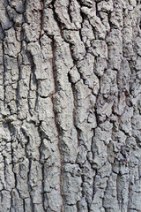Pedunculate oak bark Quercus robur
