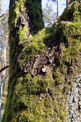 moss on a tree trunk