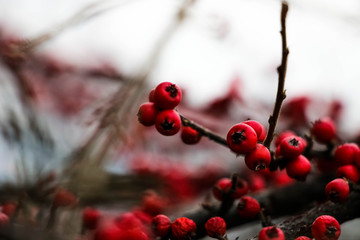 Fototapeta na wymiar red berries in snow