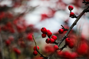 red berries of viburnum on a branch