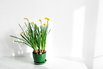 Green flower pot with fresh narcissus on white table background. Beautiful sun light, spring concept. Empty place for text or sign.