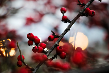 red berries of viburnum on a branch