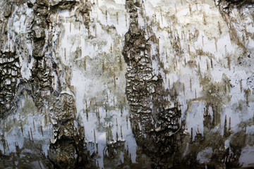 birch bark