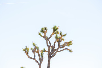 Fototapeta premium Desert Landscape