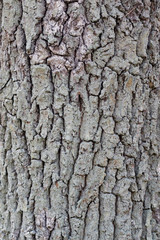 Pedunculate oak bark Quercus robur
