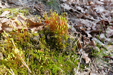moss sporangia