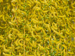 Männliche Blüten der Trauerweide, Salix babylonica