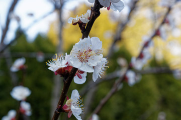 apricot flower Prunus armeniaca Armenian plum