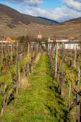 Fototapeta na wymiar kaefferkopf vineyards