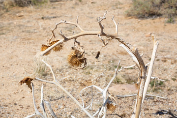 Desert Landscape