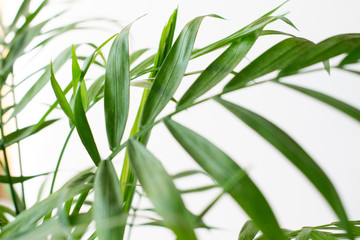 Fresh green plant. Natural close up photo. Green leaves macro photo.