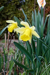 Yellow Daffodil jonquil Narcissus jonquilla