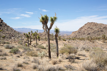 Desert Landscape