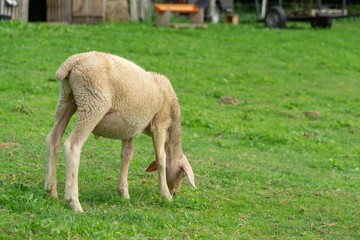 Lambs eating grass on the farm. Czech Republic