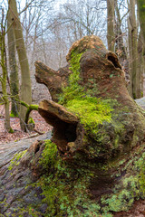 Baumstumpf mit Moos überwachsen und Loch, sieht aus wie ein Gesicht