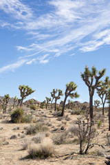 Desert Landscape