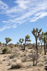 Desert Landscape