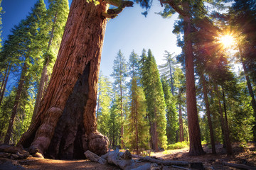 Grizzly Giant at Mariposa Grove of Giant Sequoias, Yosemite National Park, California