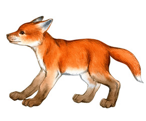 Watercolor of beautiful fox cub isolated on white.