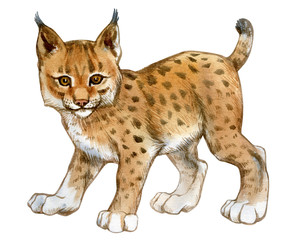 Watercolor lynx cub. Hand painted illustration of a young lynx isolated on a white background. © Viktoria