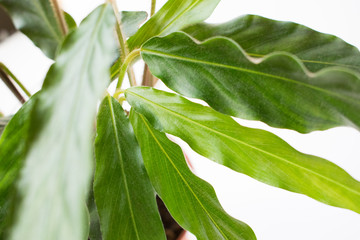 Fresh green plant. Natural close up photo. Green leaves macro photo.