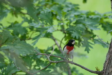 Rose-Breasted Grosebeak