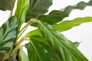 Fresh green plant. Natural close up photo. Green leaves macro photo.