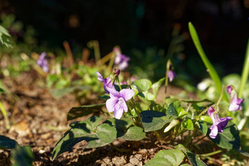 Early dog-violet (Viola reichenbachiana)