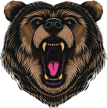 Vector Color Bear Head Illustration