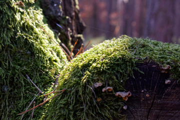 moss on a tree trunk